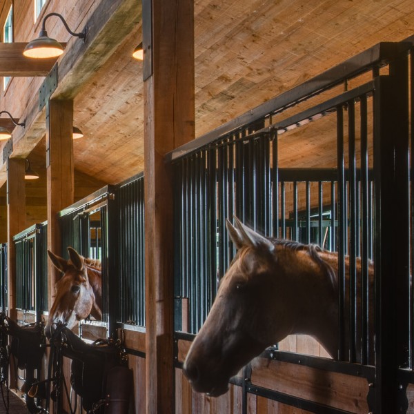 horses thumbnail resized